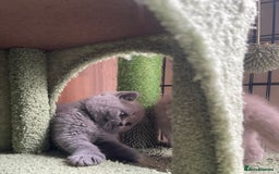 British Shorthair cats for sale: Pure british  shorthair  kittens  - Image 19