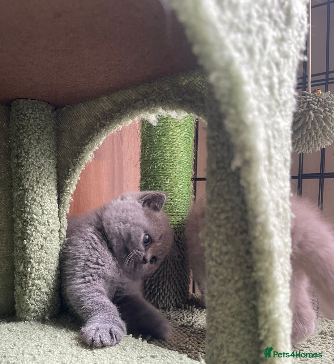 British Shorthair cats for sale: Pure british  shorthair  kittens  - Image 19