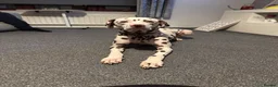 Dalmatian dogs for sale: Oreo  in Glasgow - Advert 1