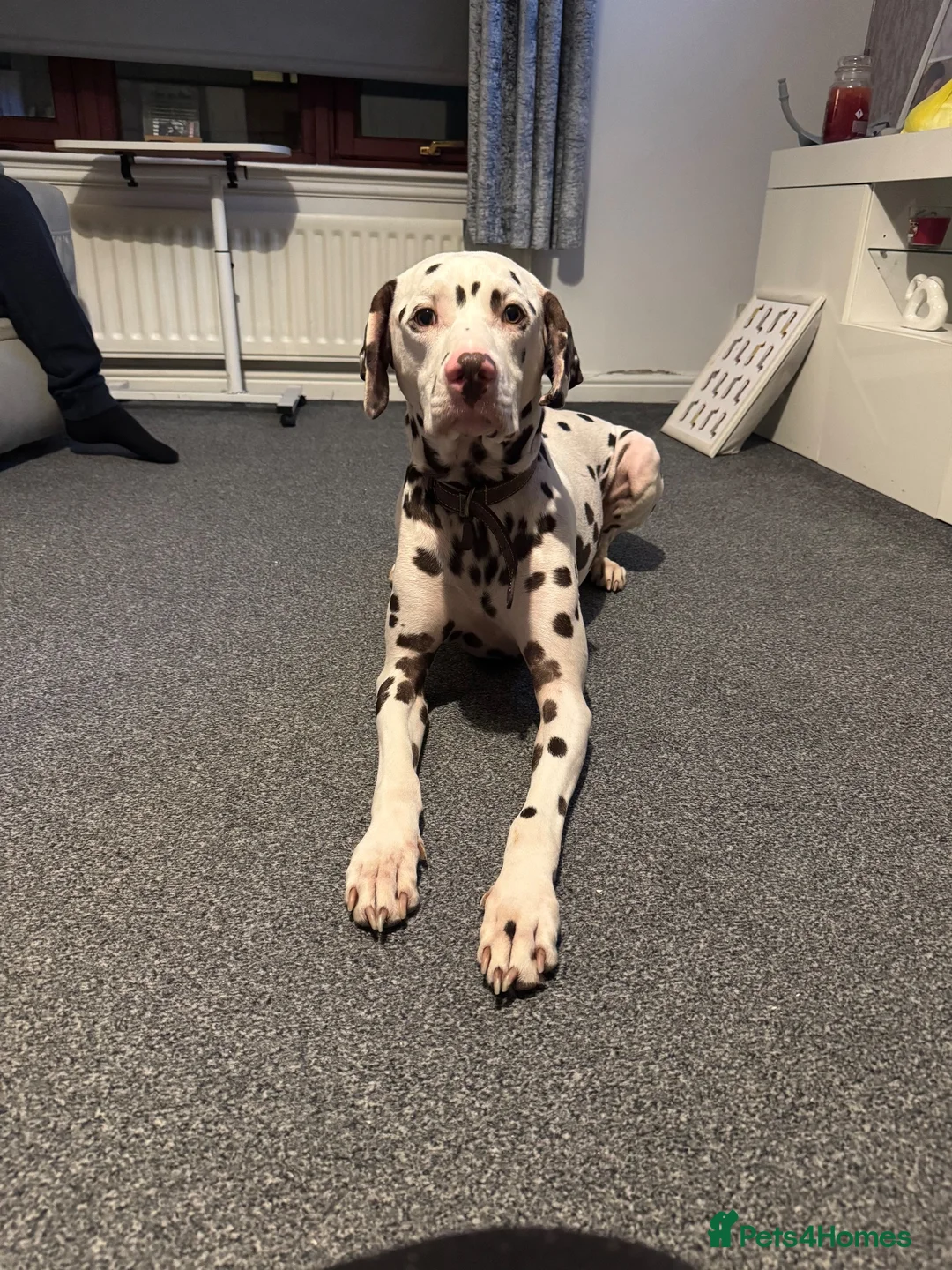 Dalmatian dogs for sale: Oreo  in Glasgow - Advert 1