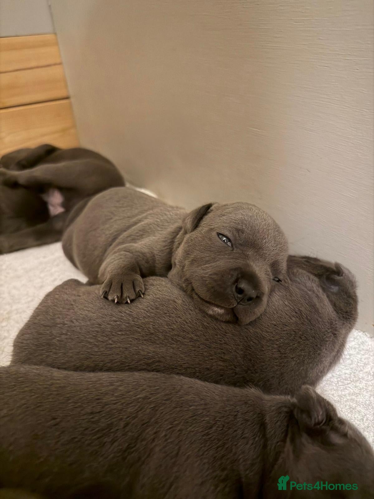 Staffordshire Bull Terrier dogs SUPERIOR BLUE STAFFORDSHIRE BULL TERRIER PUPS  - Advert 6