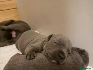 Staffordshire Bull Terrier dogs SUPERIOR BLUE STAFFORDSHIRE BULL TERRIER PUPS - Advert 6