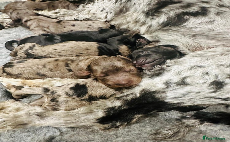 Cockapoo dogs - Advert 4