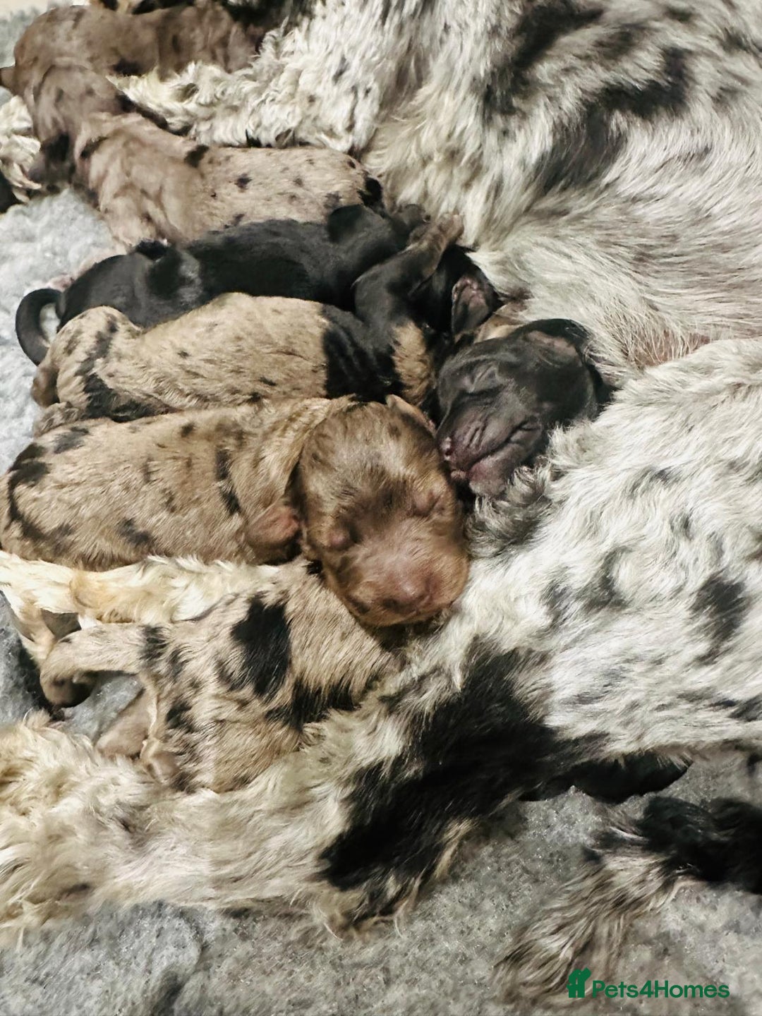 Cockapoo dogs for sale: Beautiful Cockapoo Puppies - Image 1