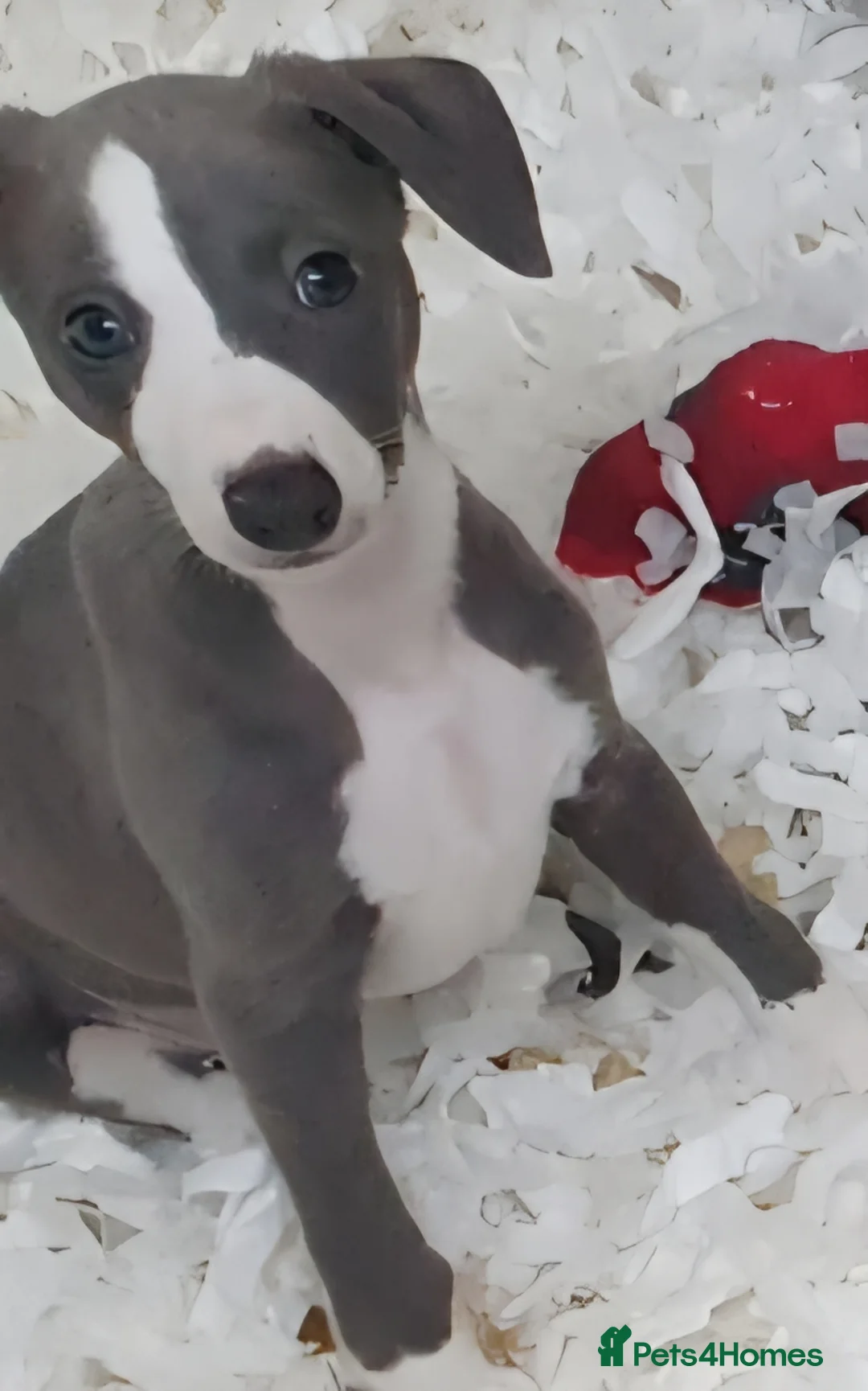 Whippet dogs for sale: Pedigree Whippet Blue Puppies - Advert 2