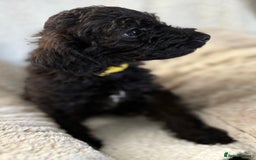Mixed Breed dogs for sale: Patterdale cross - Image 23