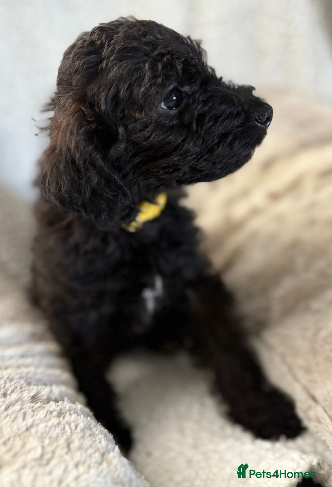 Mixed Breed dogs for sale: Patterdale cross - Image 23