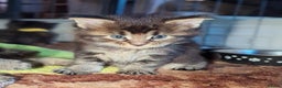Maine Coon cats for sale: 🎄GCCF XXL Maine Coon Kitties-RARE OPPORTUNITY🎄  - Advert 1