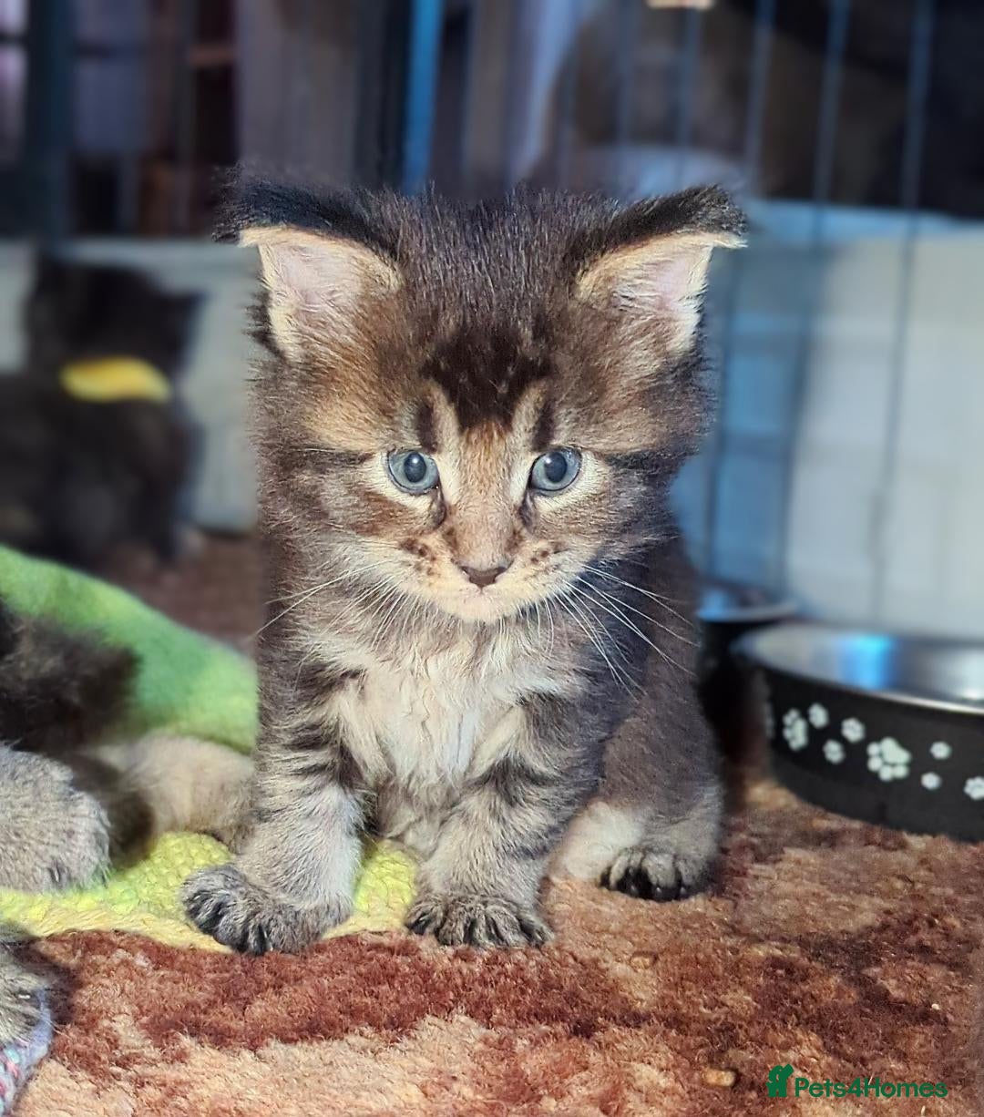 Maine Coon cats for sale: 🎄GCCF XXL Maine Coon Kitties-RARE OPPORTUNITY🎄  - Advert 1