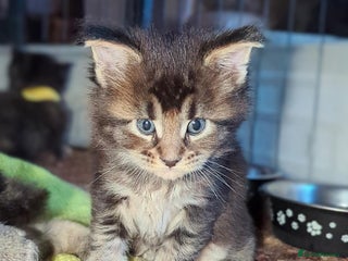 Maine Coon cats 🐾 GCCF XXL Maine Coon Kittens – Russian Heritage - Advert 5