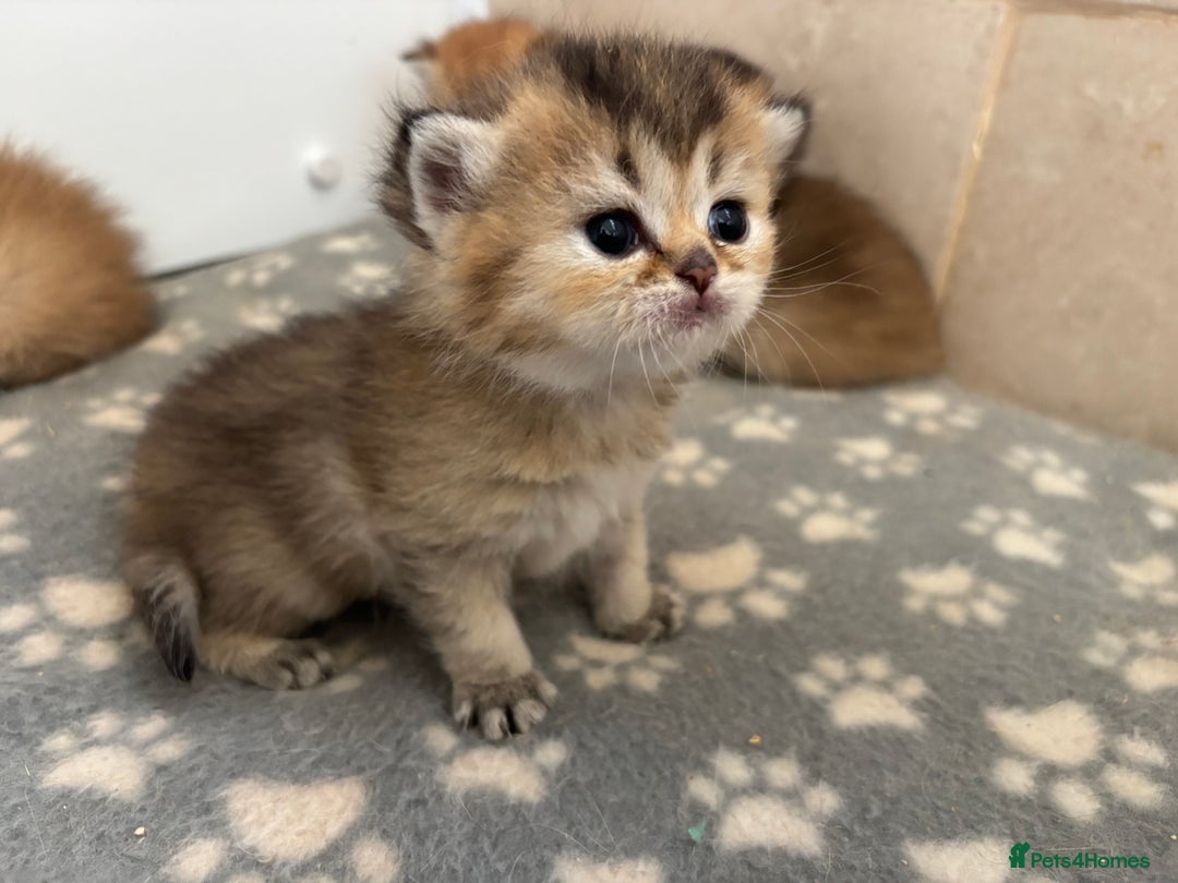 British Shorthair cats for sale: GCCF registered Golden BSH champion line, Boys - Image 21