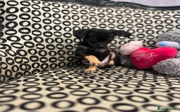 Russian Toy Terrier dogs for sale: Russian toy terrier puppy for sale - Advert 6