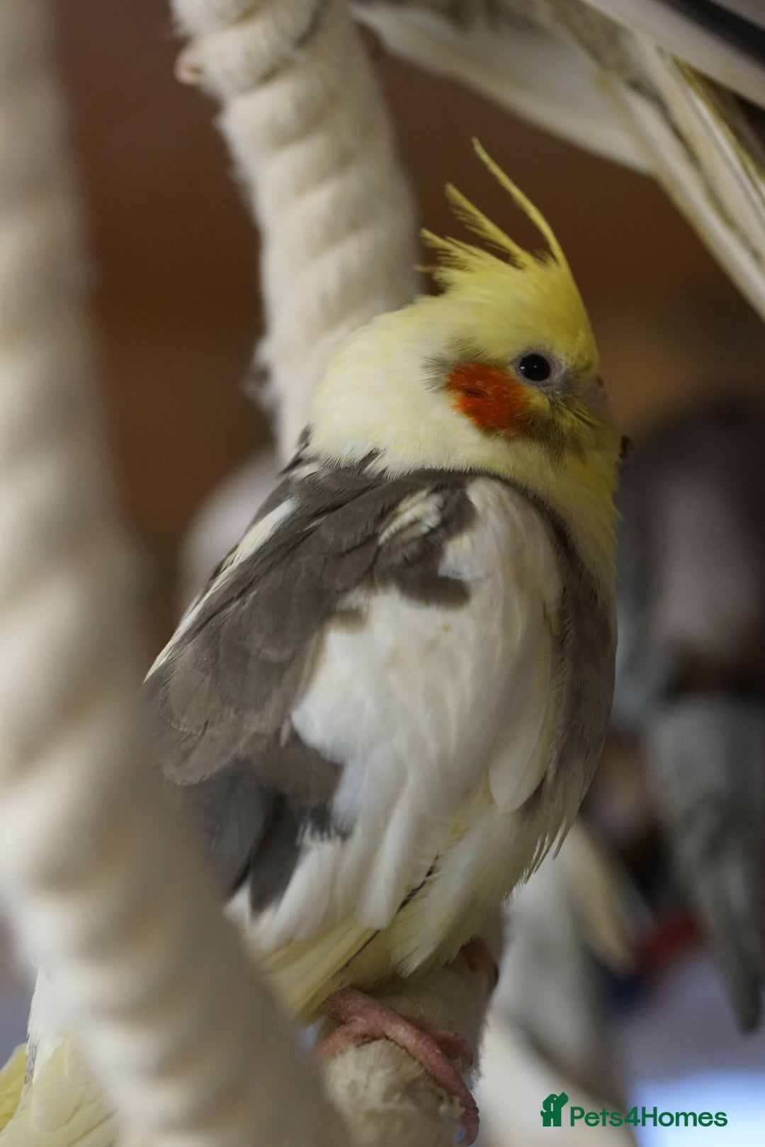 Cockatiels birds for sale: Cockatiels Mixed Genders  - Advert 22