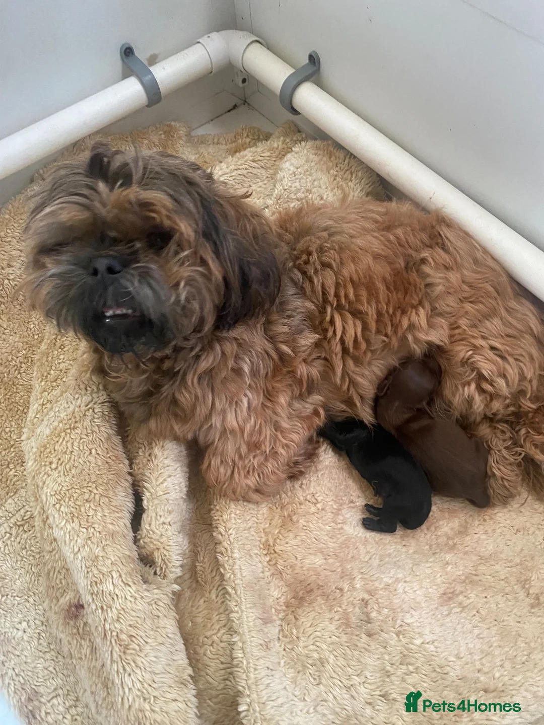 Mixed Breed dogs for sale: 2 Beautiful boys  in Wilmslow - Advert 1