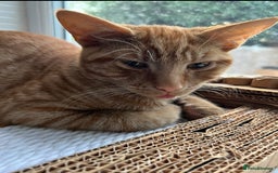 American Shorthair cats for sale: URGENT American shorthaired rehoming  - Advert 4