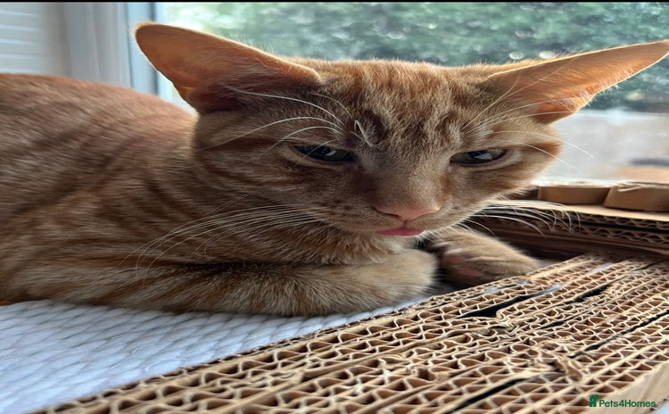 American Shorthair cats URGENT American shorthaired rehoming  - Advert 2