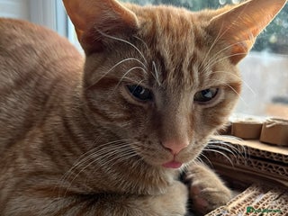 American Shorthair cats URGENT American shorthaired rehoming - Advert 5