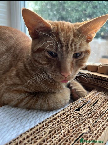 American Shorthair cats URGENT American shorthaired rehoming - Advert 2