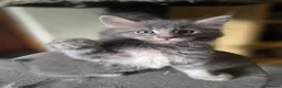 Maine Coon cats for sale:  Maine Coon Kittens Champion Bloodline  - Advert 13