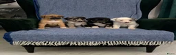 Mixed Breed dogs for sale: Blue Merle Border Collie x Lurcher Puppies  - Advert 6