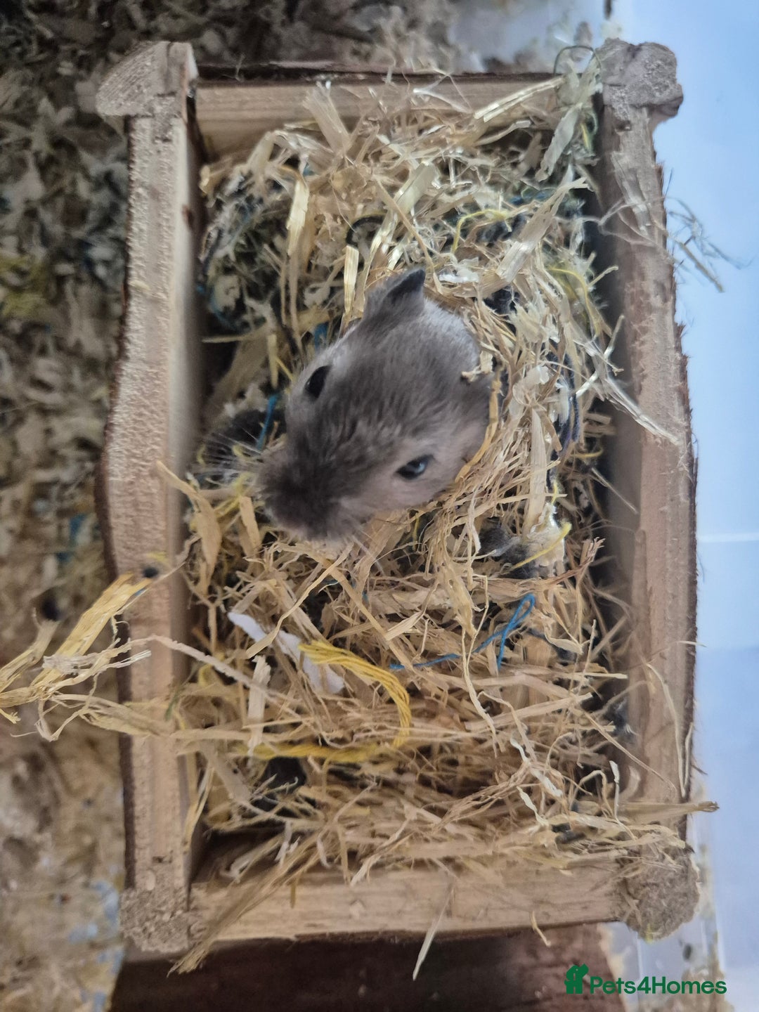 Gerbil rodents for sale: 2 Male Young Gerbils - Advert 3