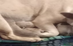 French Bulldog dogs for sale: Platinum isabella male frenchie - Image 3