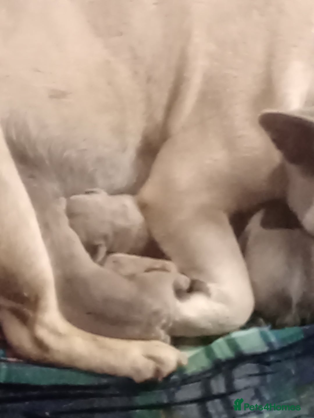 French Bulldog dogs for sale: Platinum isabella male frenchie - Image 3