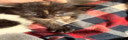 Mixed Breed cats for sale: 3 stunning British shorthair x Turkish van kittens in Rochdale - Advert 7