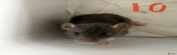 Rat rodents for sale: BABY RATS  . Beautiful tame babies  - Advert 29