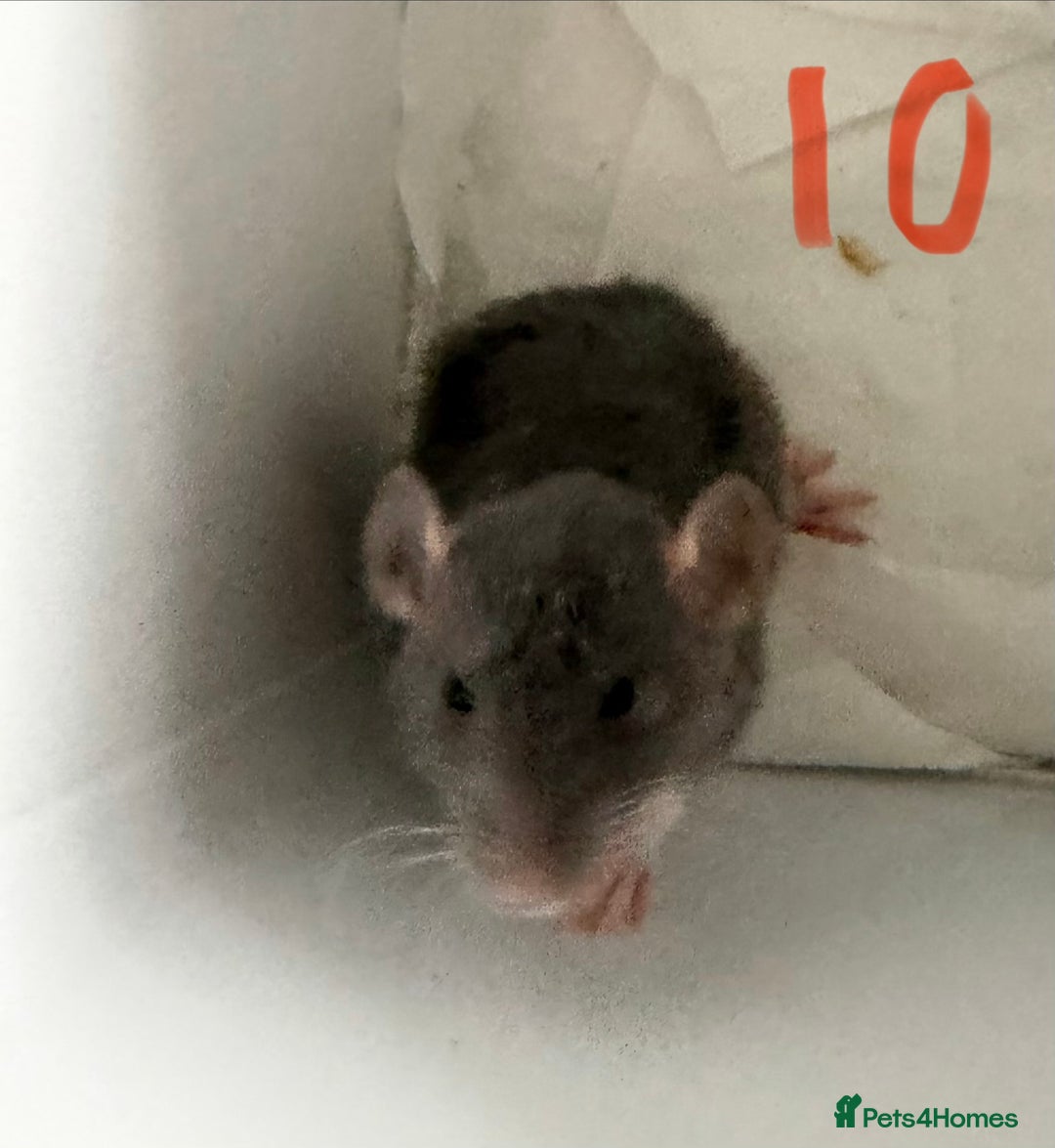 Rat rodents for sale: Mixed baby rats  - Image 33