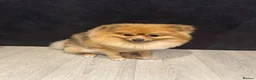 Pomeranian dogs for sale: Bruno - Advert 5