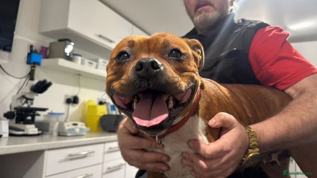 Staffordshire Bull Terrier dogs for sale: 🥨 2 Amazing Red boys 🥨 - Advert 2