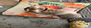 Miniature Dachshund 2