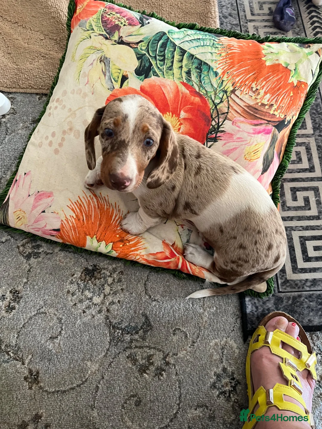 Miniature Dachshund dogs for sale: Mini Dachshund girl puppy  - Advert 2