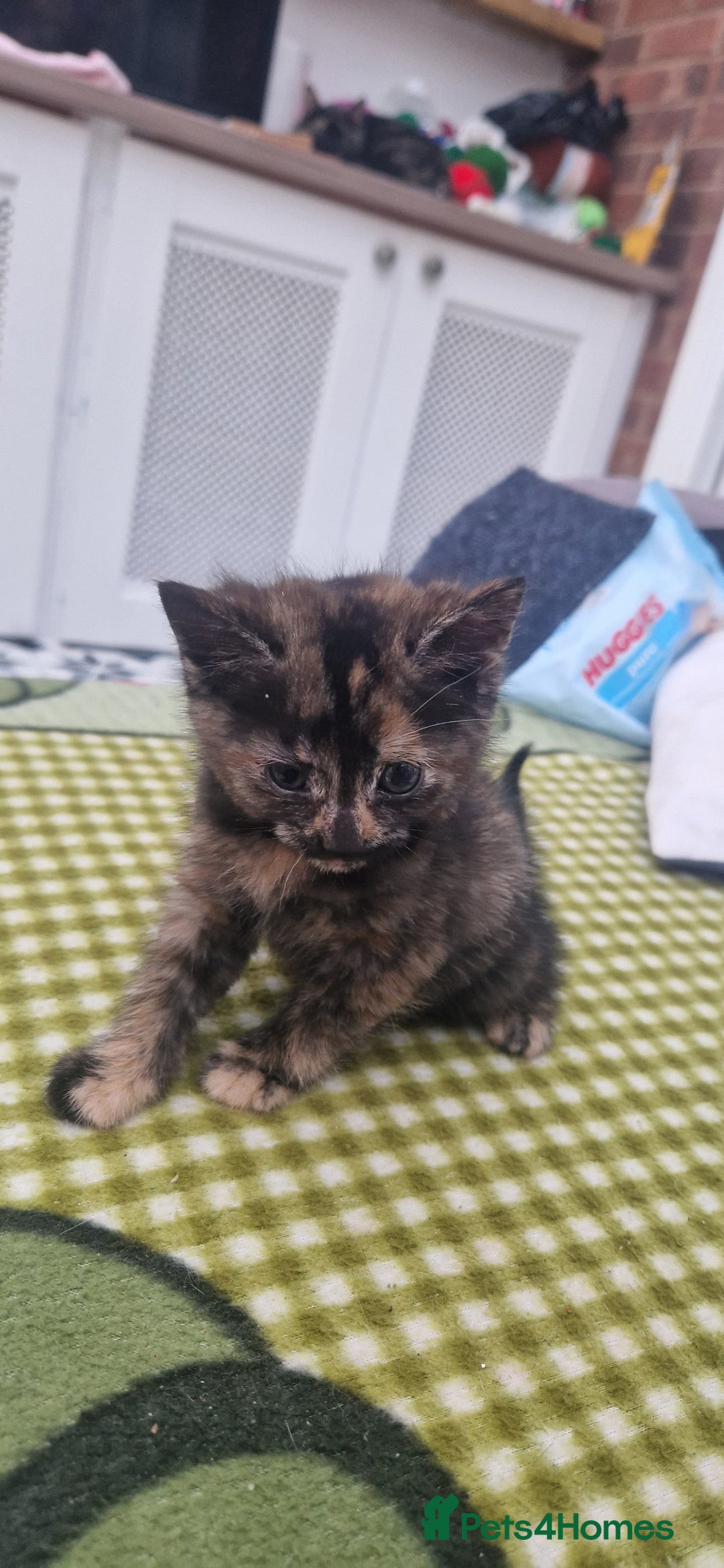 Mixed Breed cats for sale: 5 little kittens(2 calico girls +3 ginger males)  - Advert 12