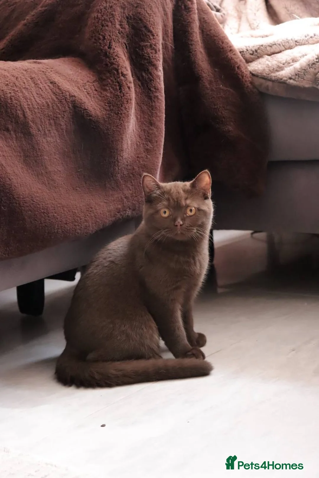 British Shorthair cats for sale: Ready Stunning Chocolate Champion bloodline BSH - Advert 1