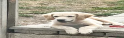 Golden Retriever dogs for sale: Beautiful golden retiver boy - Advert 2