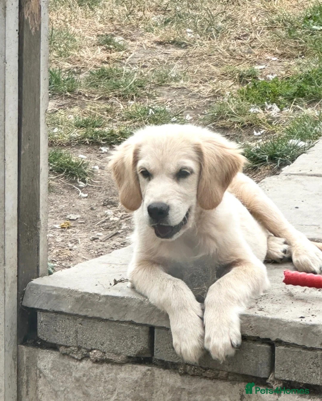 Golden Retriever dogs for sale: Beautiful golden retiver boy - Advert 2