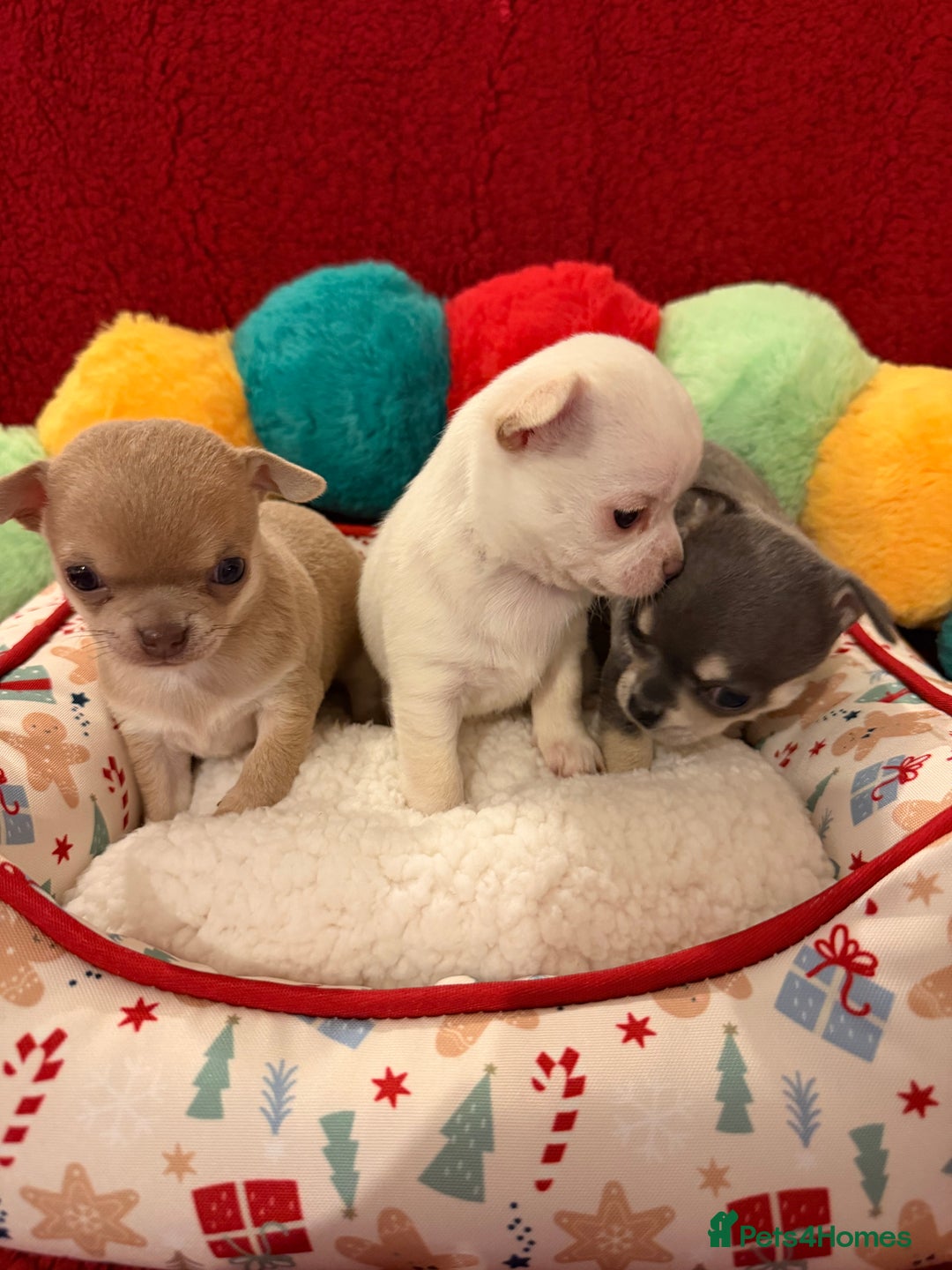 Chihuahua dogs for sale: Tiny apple head chihuahuas - Image 8