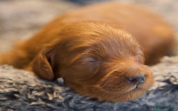 Cavapoo dogs for sale: Gorgeous F1B Fox Red Cavapoo Puppies - Image 14