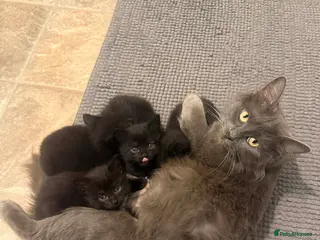 Mixed Breed cats 2 male kittens left - Advert 6