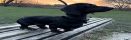 Miniature Dachshund dogs for stud: 🖤🌟𝐖𝐀𝐋𝐓𝐄𝐑🌟🖤 - Advert 9