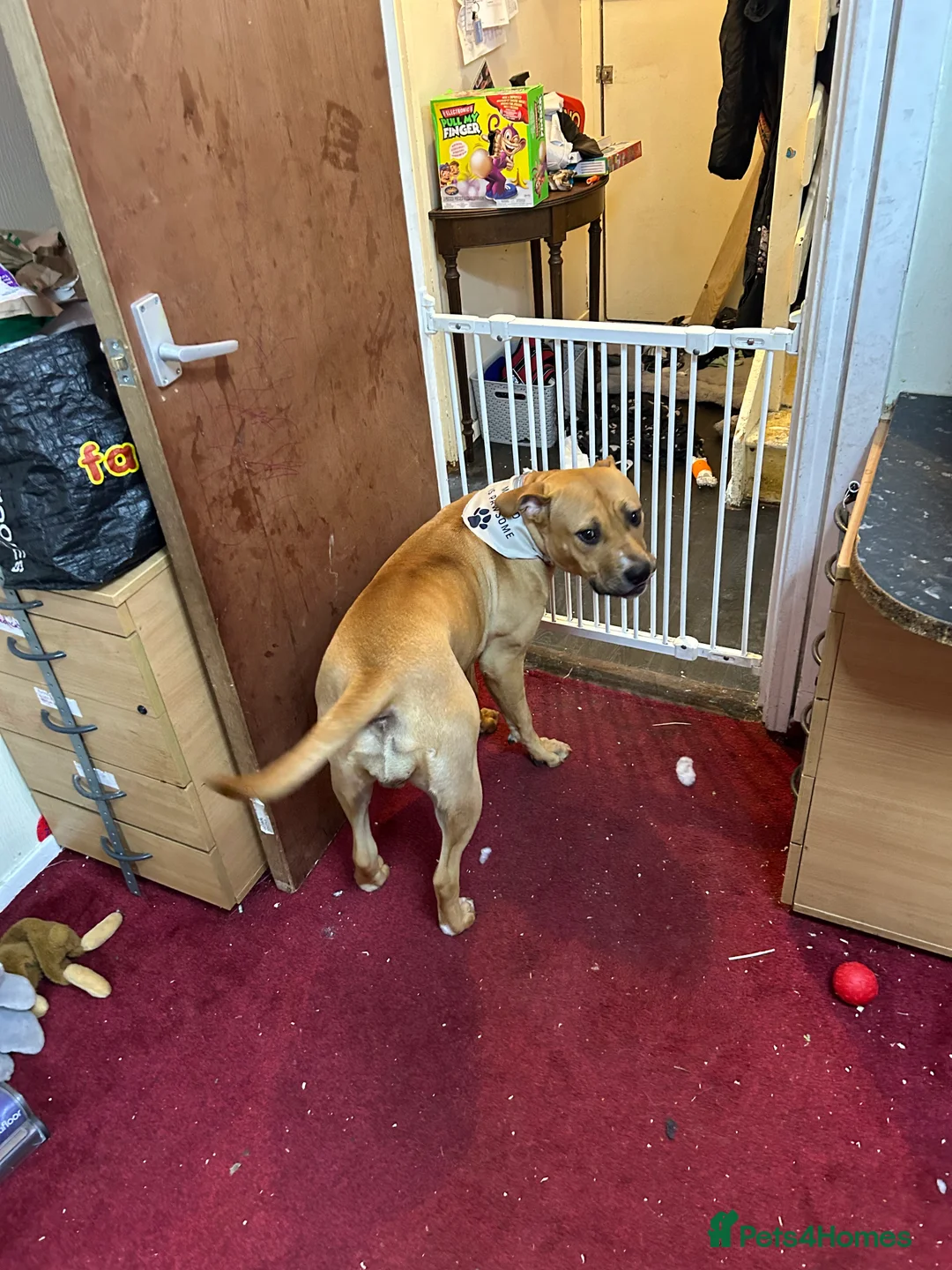 Mixed Breed dogs for sale: Cane corso cross puppies - Advert 2