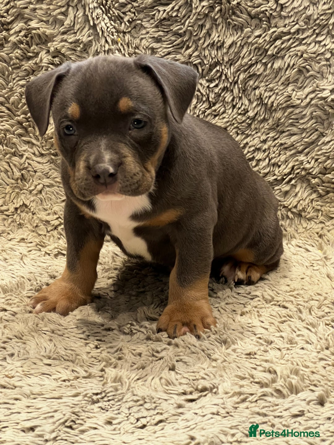 American Bully dogs for sale: 3 Quality American Pocket Bullies - Advert 6
