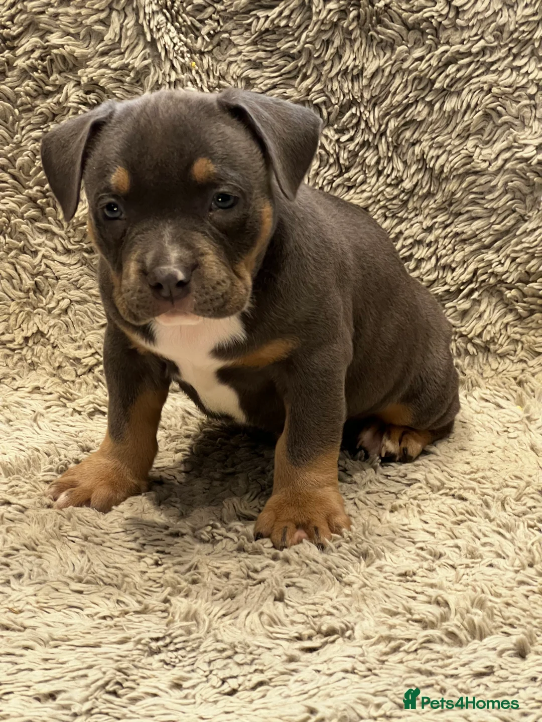 American Bully dogs for sale: 3 Quality American Pocket Bullies - Advert 6