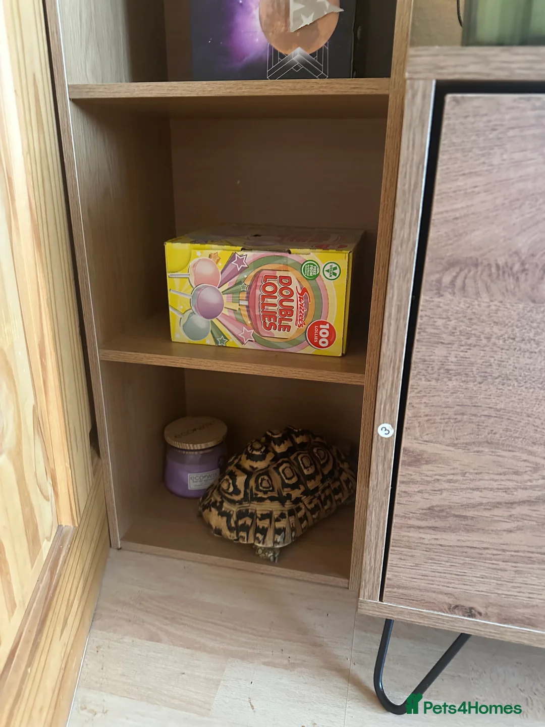 Tortoise reptiles for sale: Leopard tortoise in Barking - Advert 2