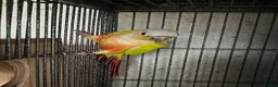 Conures birds for sale: Bonded breeding pair of Conures.  - Advert 2