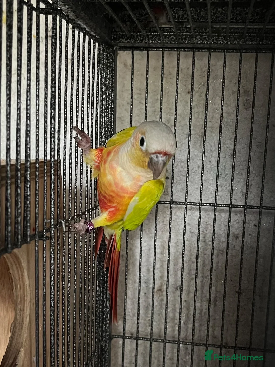 Conures birds for sale: Bonded breeding pair of Conures.  - Advert 2