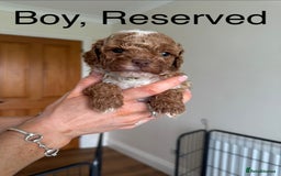 Toy Poodle dogs for sale: *STUNNING TOY POODLE PUPPIES* - Image 6