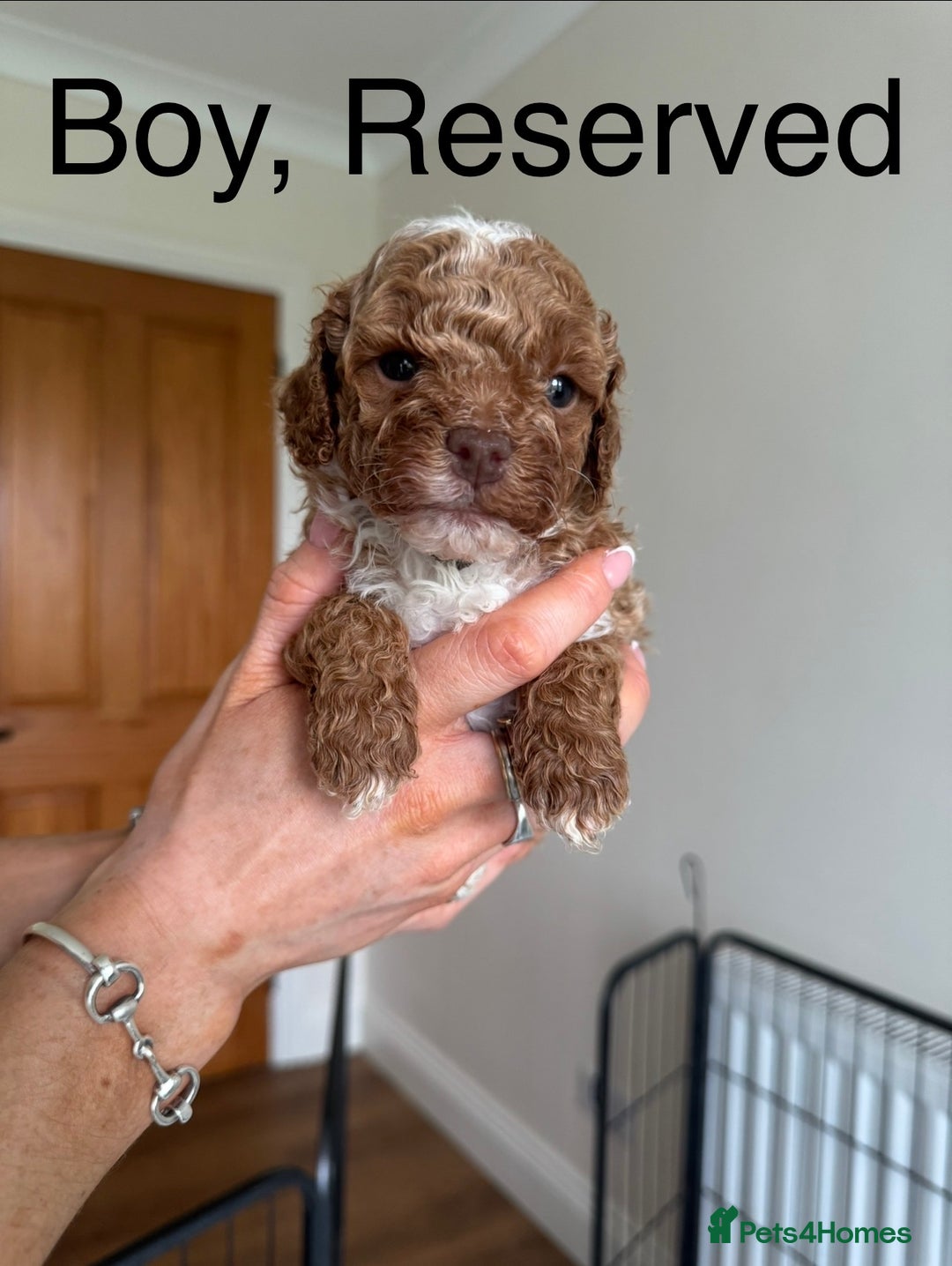 Toy Poodle dogs for sale: *STUNNING TOY POODLE PUPPIES* - Image 6